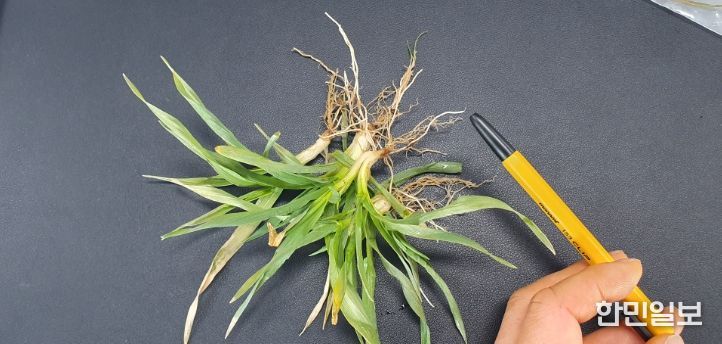 맥류 생육재생기 웃거름 잡초방제 철저 당부