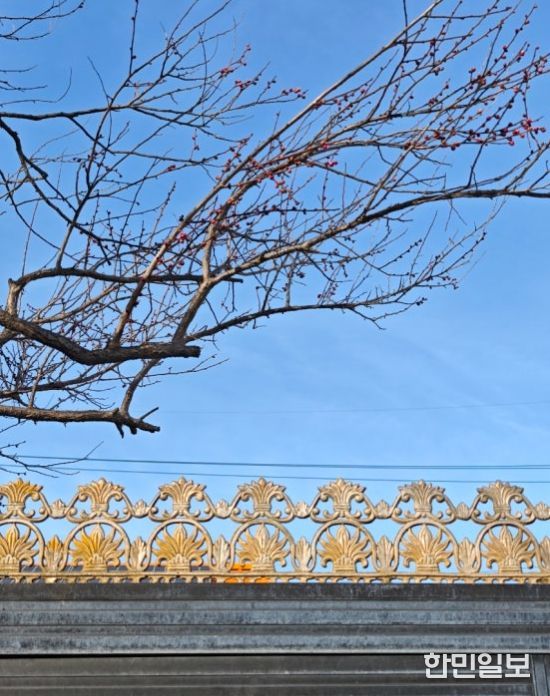 관사마을 홍매화 계절의 문을 열다