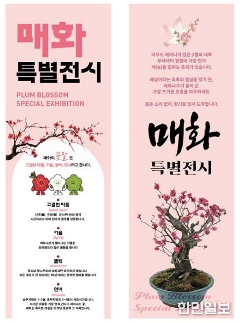 매화나무 분재 특별전시 배너