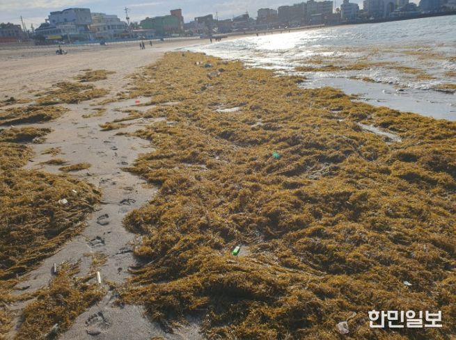 제주도, 설 연휴 괭생이모자반 집중 수거