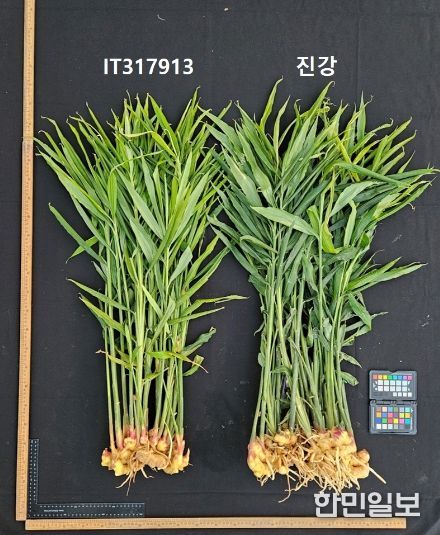 농업기술원, 국내 최초 생강 신품종 ‘진강’ 육성 및 출원