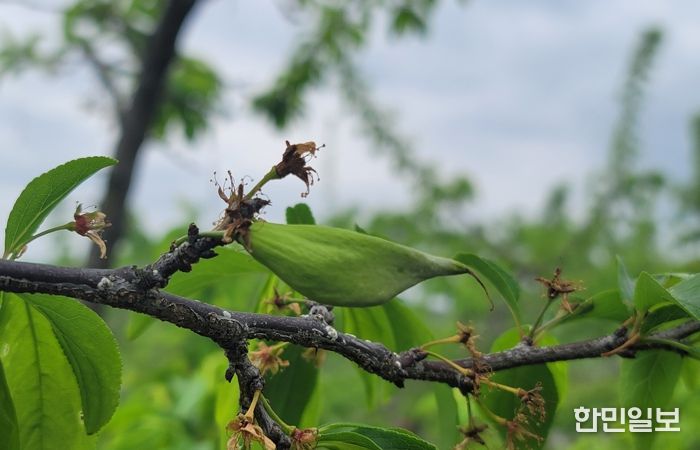 경북도, 친환경 자두 주머니병 방제는 발아기부터 시작