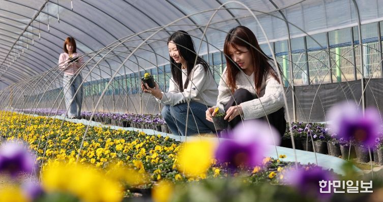 삼괴동 양묘장에서 봄꽃 재배 작업이 진행되고 있는 모습