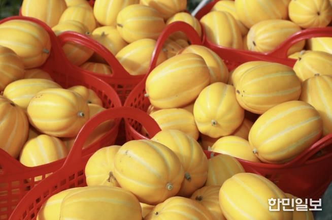 이상기후 뚫고 결실 맺은 고당도 '예천참외' 출하 시작