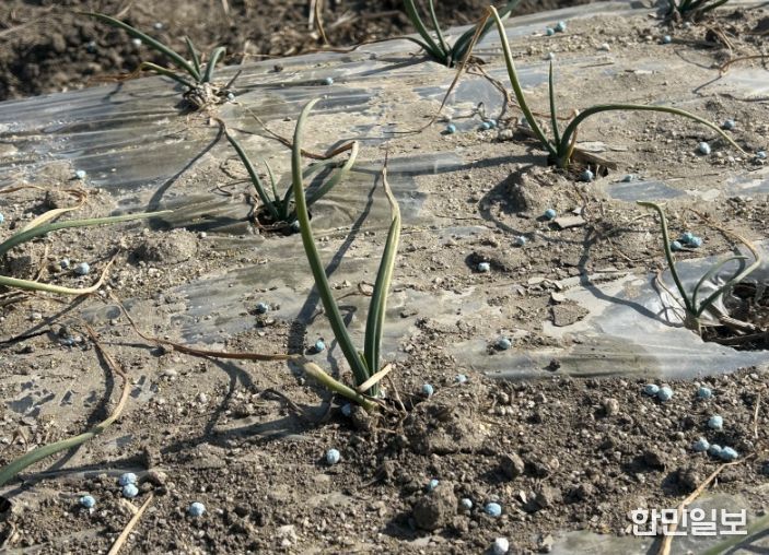 .양파생육재생기