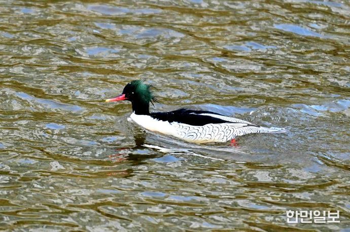 성동구와 사회적협동조합 한강은 최근 중랑천-청계천 합류부에서 호사비오리 수컷 1개체와 암컷 2개체가 먹이활동과 휴식을 하는 모습을 확인했다.(사진은 중랑천-청계천 합류부에서 발견된 호사비오리 수컷)