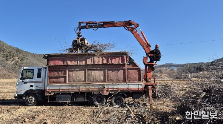 영양군 과수 전정목, 무료 수거 처리합니다.