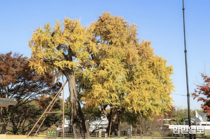 당진 면천 은행나무 사진
