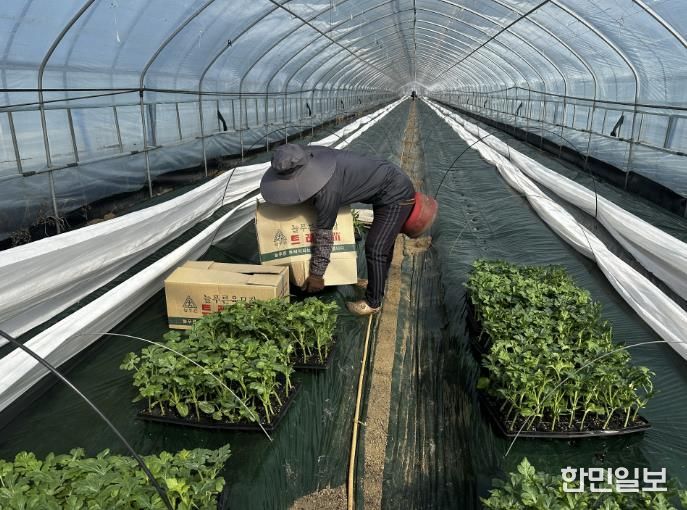 중소형수박 정식 현장 사진