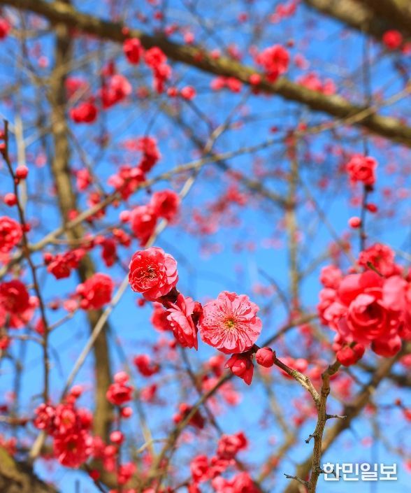 섬진강수달생태공원, 홍매화 개화·수달 3마리 추가 입식