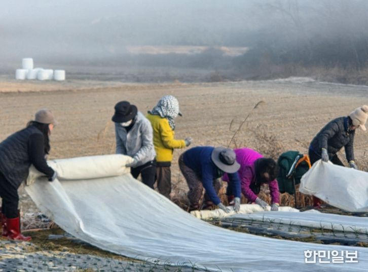 정읍시 여성단체협의회, 옹동면 양파 농가서 일손 돕기