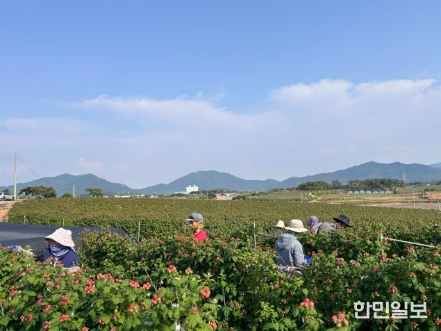 고창 복분자 재배