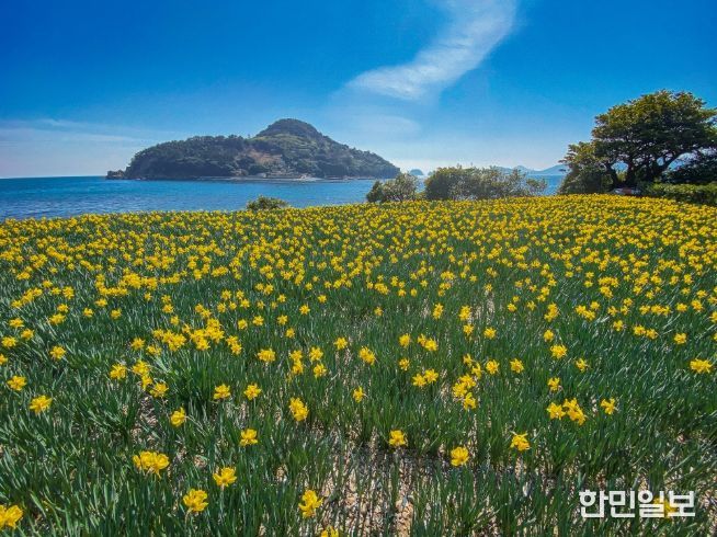 (거제)공곶이수선화