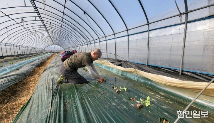 1. 천안지역 농업인이 멜론을 정식하고 있다.