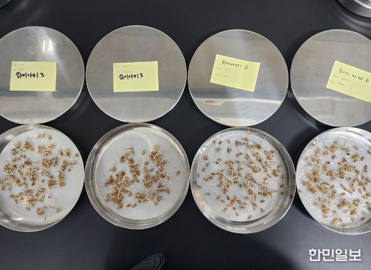 지난해 ‘깨씨무늬병’ 발생 잦아 자가채종 종자 활력 저하 우려
