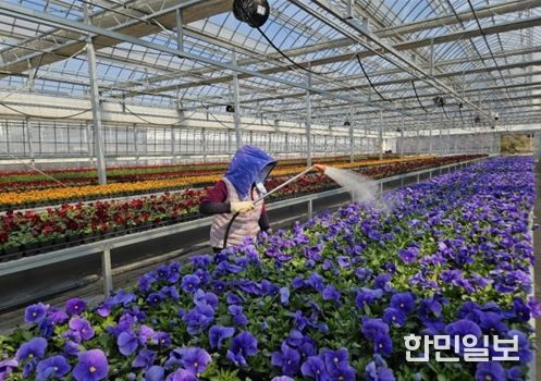 인천시 계양공원사업소, 직접 키운 봄꽃 35만 8천 본 공급
