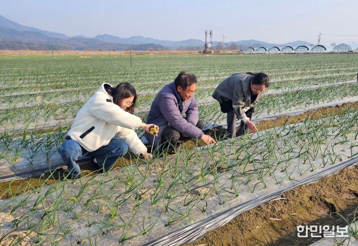 구미 '양파 기계정식' 효과 확인