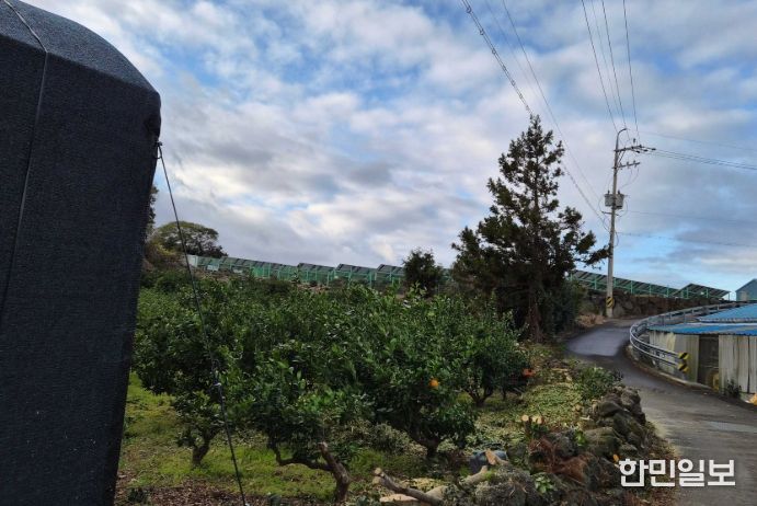 감귤원 방풍수 정비