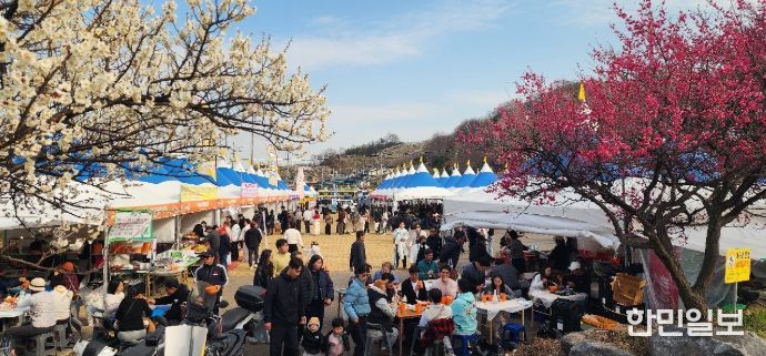 광양매화축제, 71만 흥행