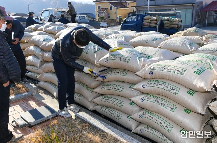 벼수매 검수하는 모습