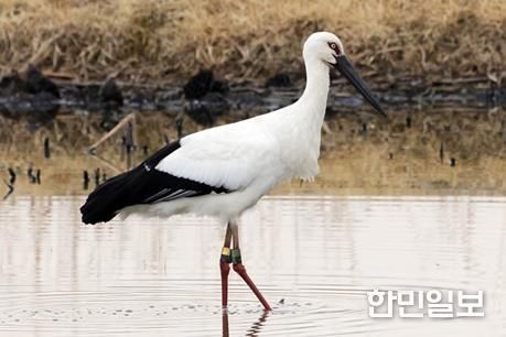 황새(J0505)가 주남저수지 연꽃단지에서 휴식을 취하고 있다