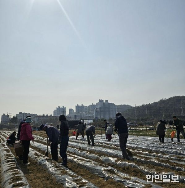 시흥시 신현동 통장협의회, '이웃돕기 감자 심기' 행사 진행