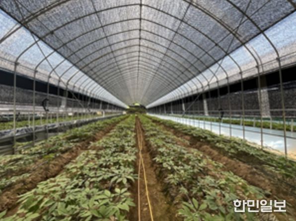 대형 터널하우스