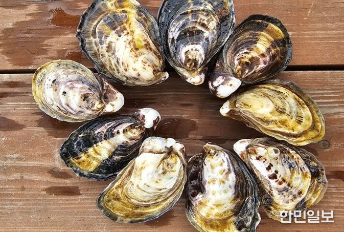 ‘개체굴 양식 공모사업’ 선정, 친환경·고부가가치 양식 전환 본격화