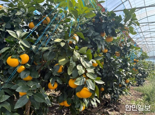 자몽 착과 전경