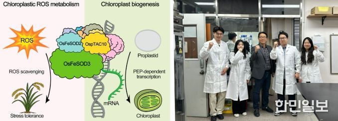 전남대 장규필 교수팀, 기후위기 작물 공식 깼다