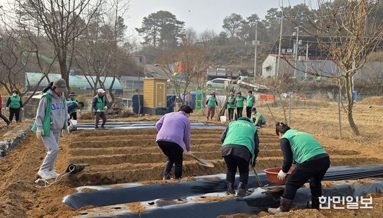 파주 새마을지도자 탄현면 부녀회, 사랑의 감자심기 행사 개최