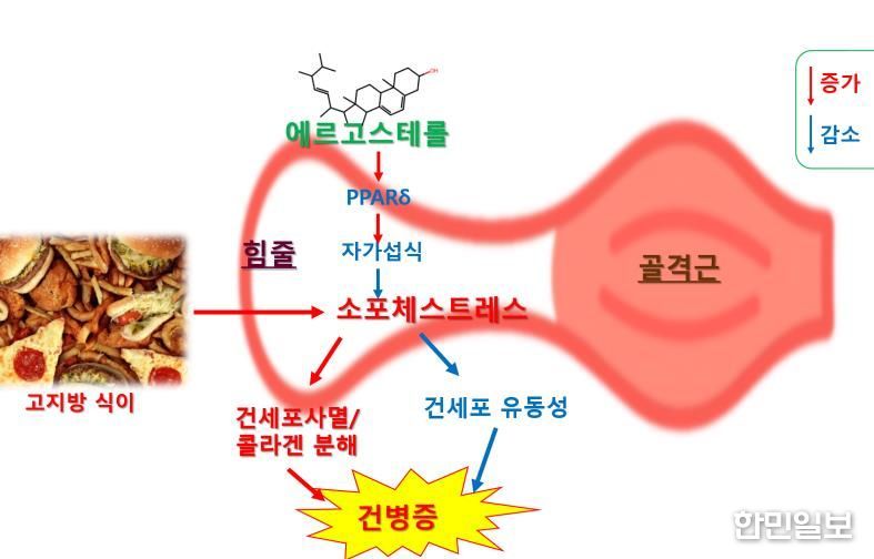 에르고스테롤의 건병증 억제 효과