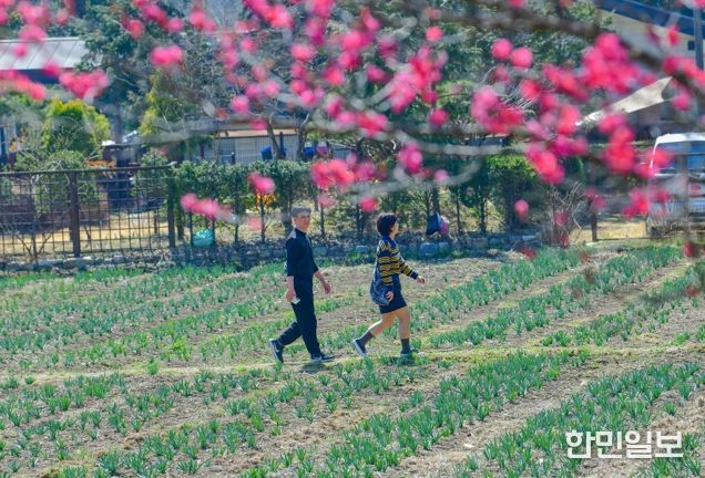 구항 내현마을 수선화축제 성황리 개최