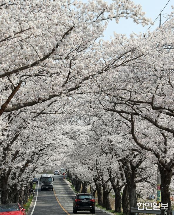 ..전국 러너 맞이 벚꽃마라톤대회 개최