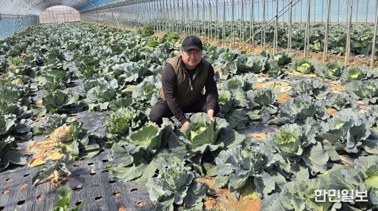 친환경농산물 영암 양배추 농가 사진