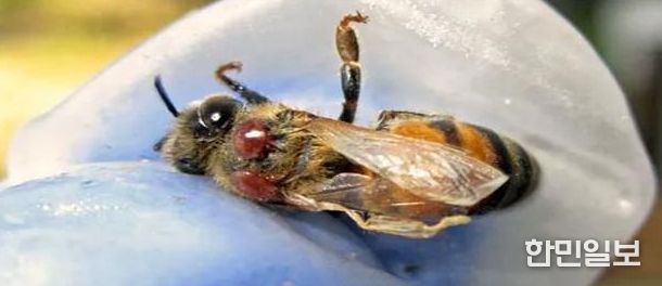 봄철 ‘꿀벌응애류’ 집중 방제 추진