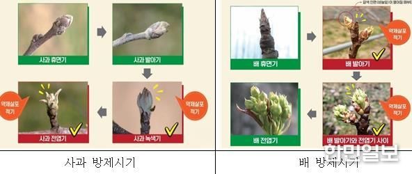 철원군, 과수화상병 피해 막기 위한 사전 예방관리 강화