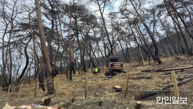 2026년 산불피해지 위험목 제거사업 추진