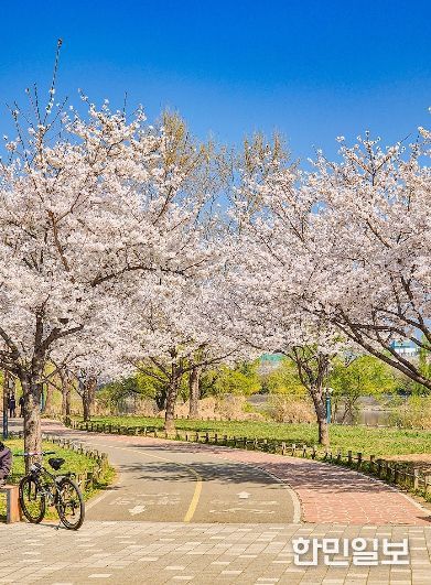 대구시, 벚꽃 자전거 라이딩 코스 추천