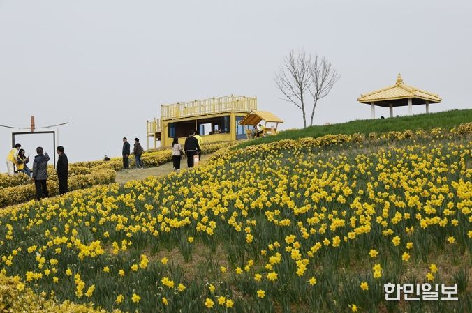 신안 선도 ‘섬 수선화 축제’ 개