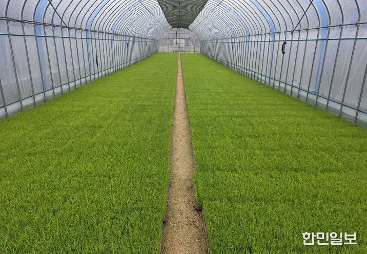 영주시, 올해 벼 안전 육묘 관리 당부(벼 육묘)