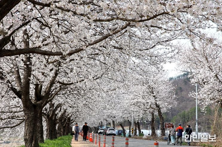 2024.04.06. 대차리 서면마을 벚꽃길