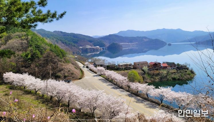 진안군, 늦게 피어 더 여유로운 진안고원 벚꽃 여행 추천(용담호)