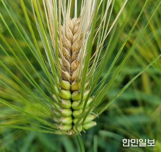 영암군, 맥류 붉은곰팡이병 예방 당부...출수기 방제 중요