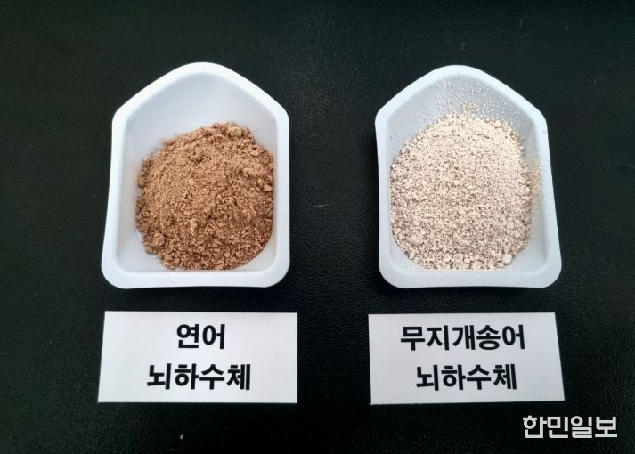 민물장어 인공종자 생산 연구