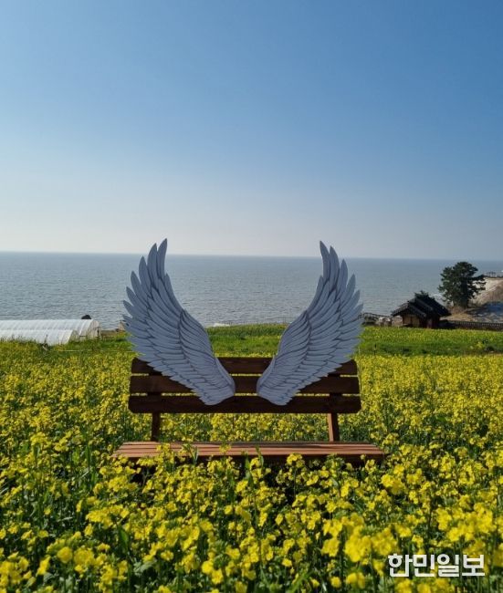 영광군, 새 포토존과 함께 유채꽃 만발한 봄 풍경 제공