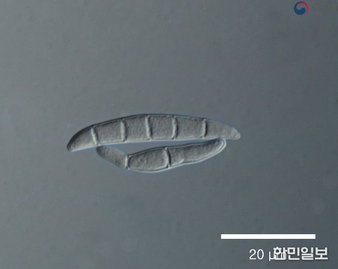 맥류 출수기 붉은곰팡이병 등 병해충 적기 방제 당부