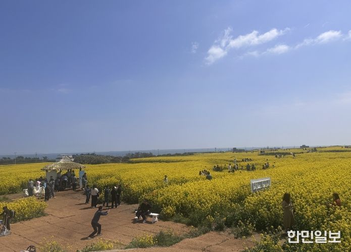 포항시 호미반도 경관단지에서 열린 ‘2026 호미반도 유채꽃 축제’가 전국 각지에서 약 15만 명의 방문객을 끌어모으며 성황리에 마무리됐다.