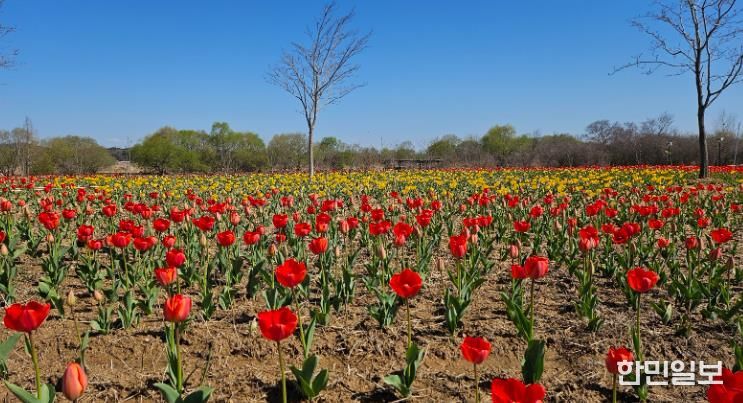 '튤립 향연'…익산 용안생태습지, 봄으로 물든다