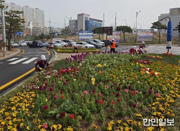 나주시가 쾌적한 도시경관 조성을 위해 주요 교통섬 6개소와 대형 화분 등에 금잔화, 페츄니아, 비올라 등 봄꽃을 식재했다.